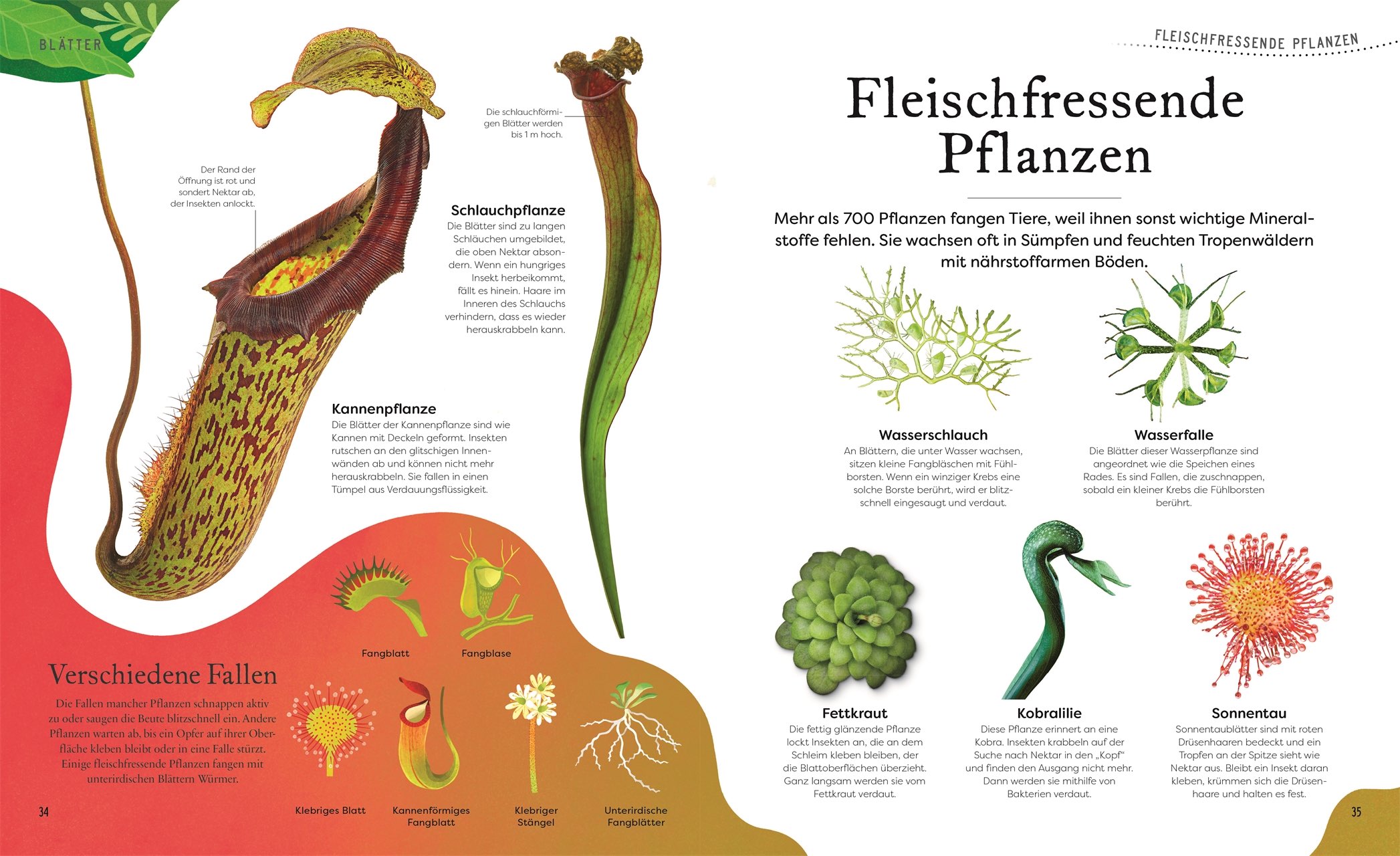 Große und kleine Schätze der Natur. Pflanzen